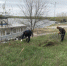 В Вёшенской на набережной реки Дон прошёл очередной экологический субботник - Шолоховский район