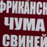 Африканская чума свиней уничтожает экономику - Шолоховский район