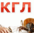 Крымская геморрагическая лихорадка (КГЛ) - Шолоховский район